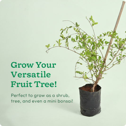 Pomegranate Plant with Grow Bag