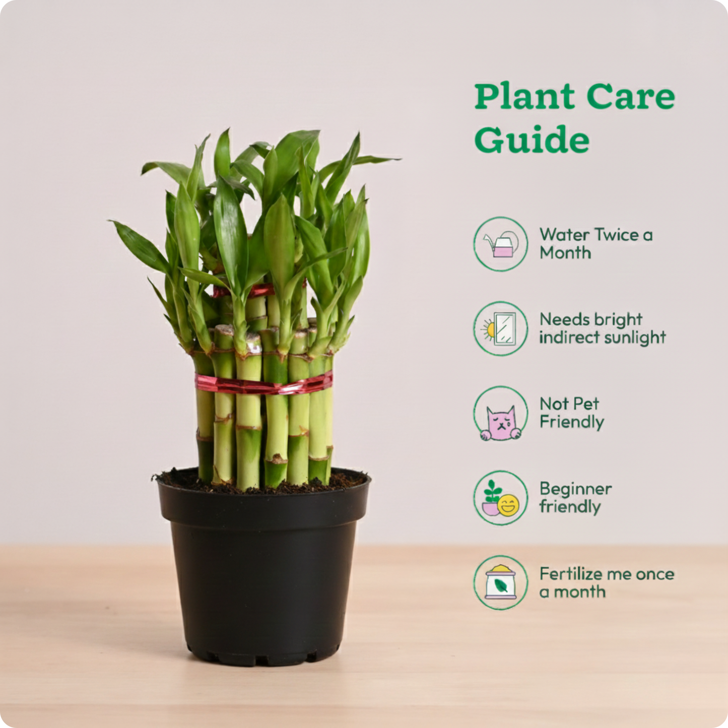 Lucky Bamboo Plant - 2 Layer