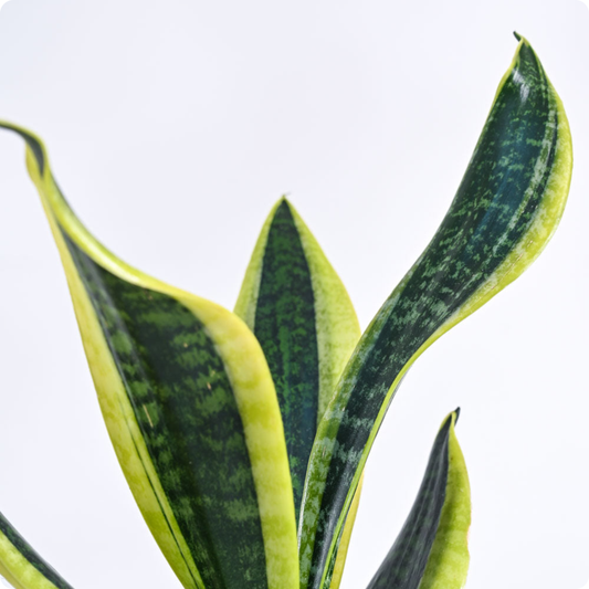 Snake Plant - Futura Superba