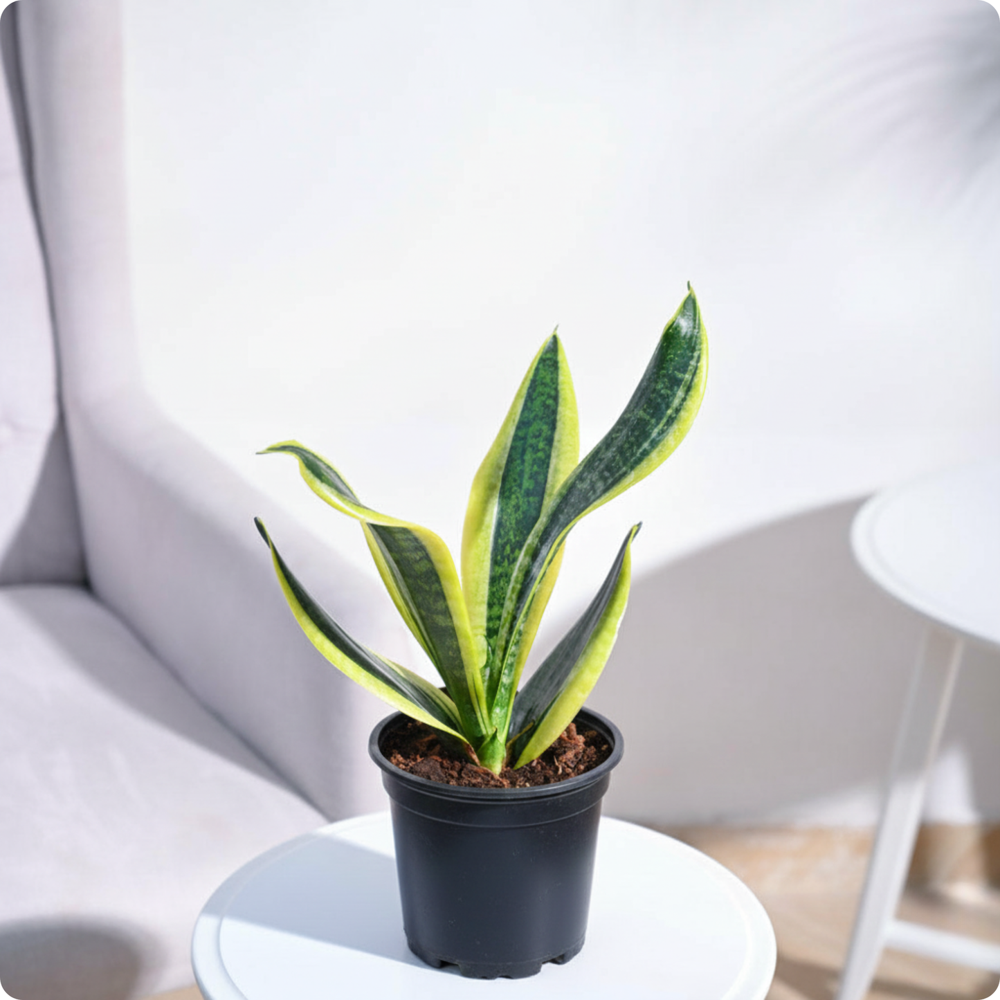 Snake Plant - Futura Superba