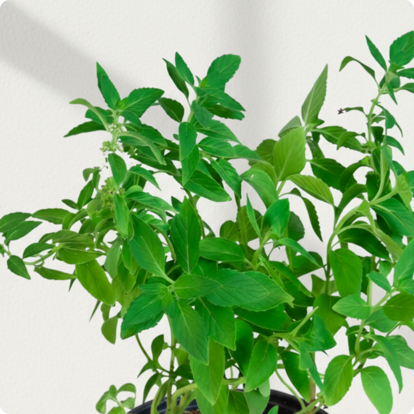 Mint Thulasi / Vicks Thulasi