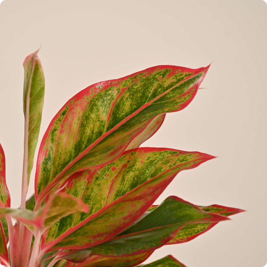 Aglaonema Red Plant