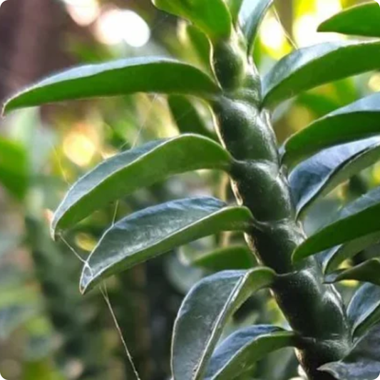 Pedilanthus Tithymaloides- ZigZag plant