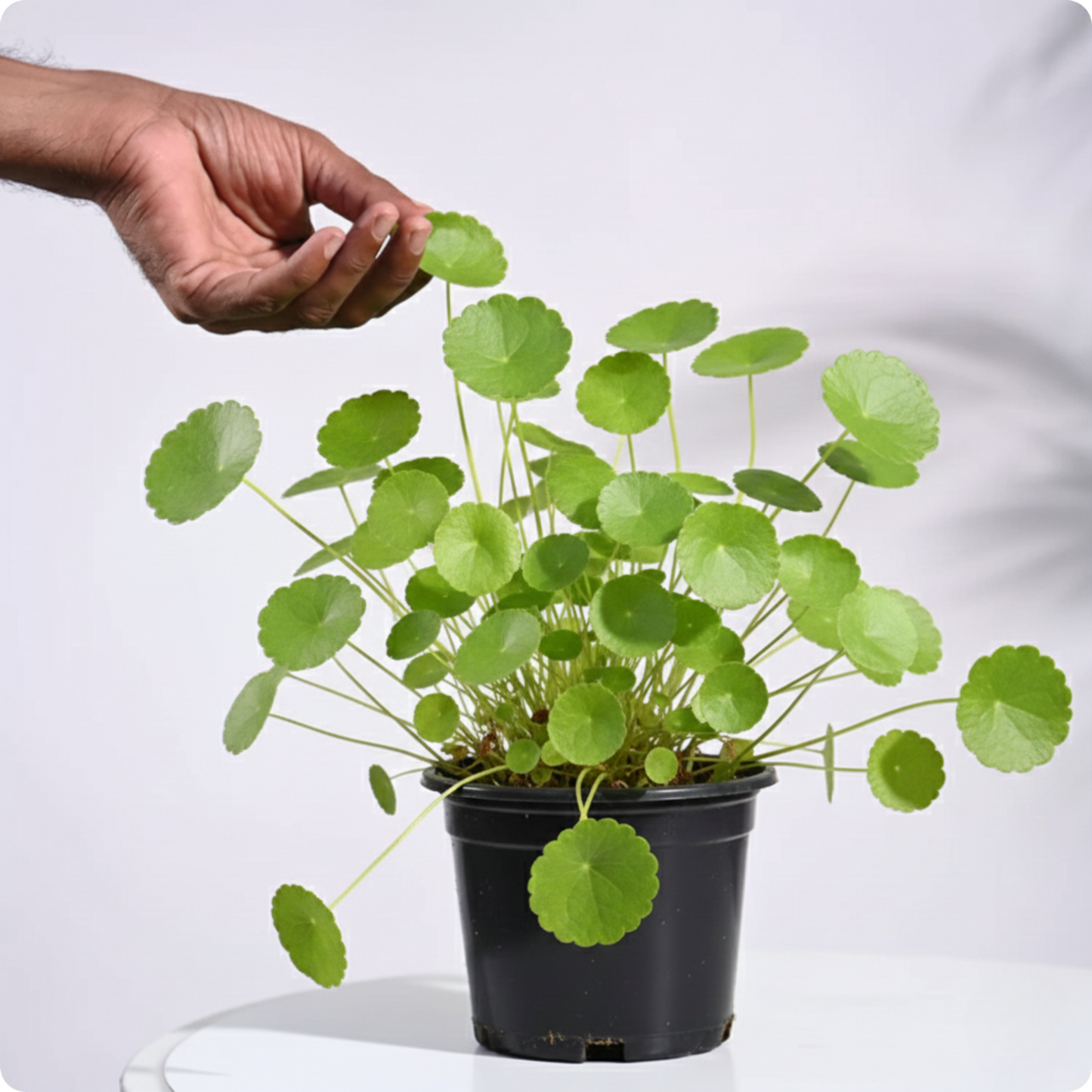 Vallarai Plant/ Centella asiatica