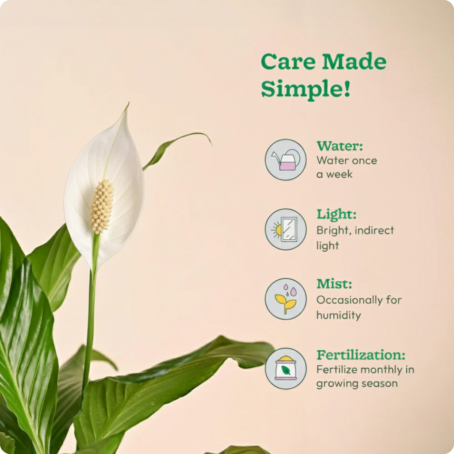 Peace Lily Plant (Medium)