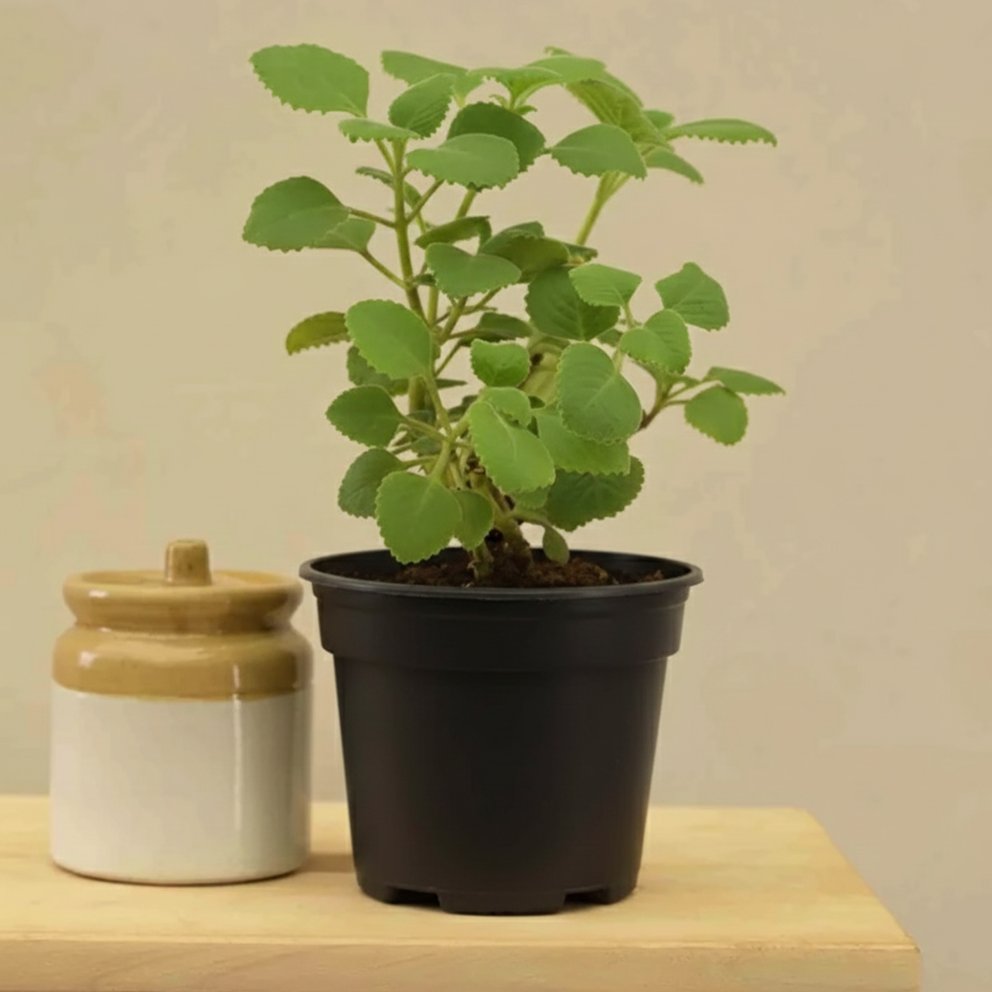 Ajwain / Karpooravalli