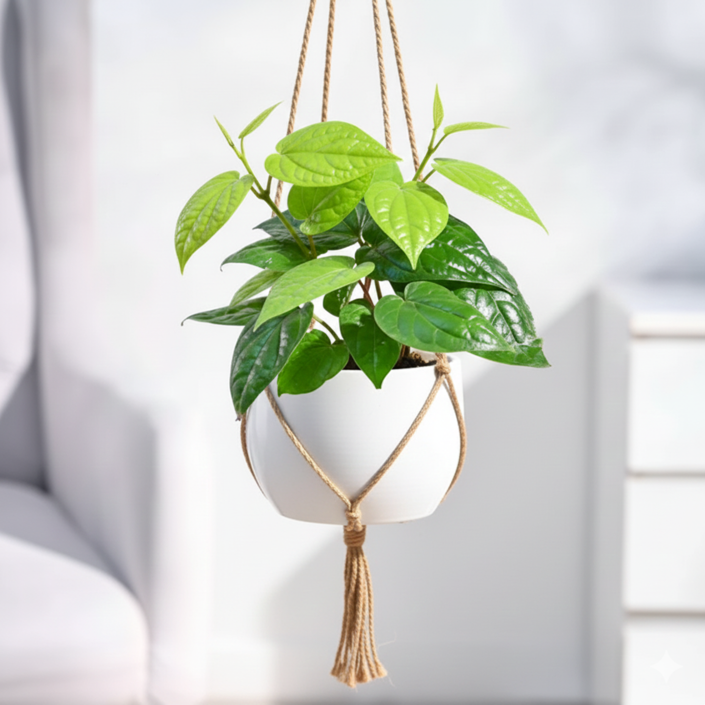 Betel Vine / Vettrilai