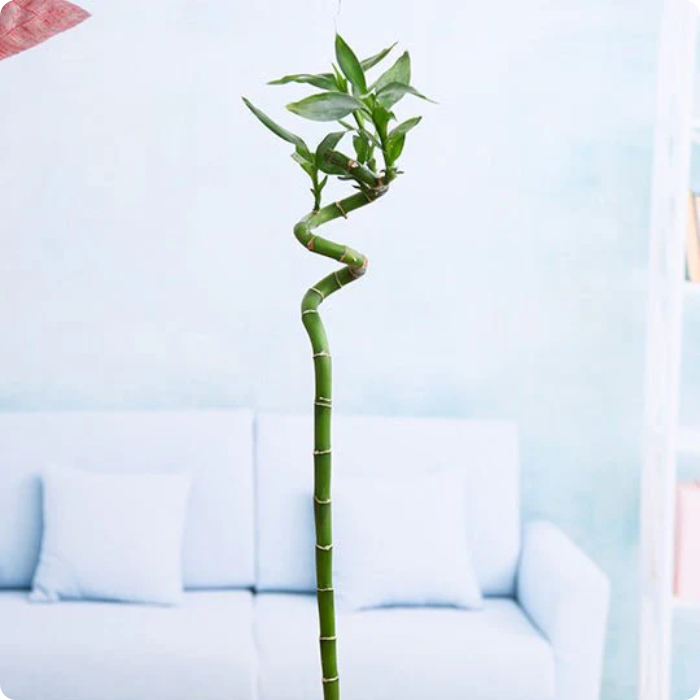 lucky bamboo long 60 cm Spiral Stick Lucky Bamboo Plant – D Gardenz
