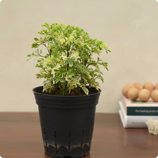 Aralia Variegated Mini Plant
