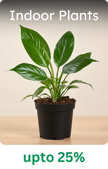 Indoor Plants