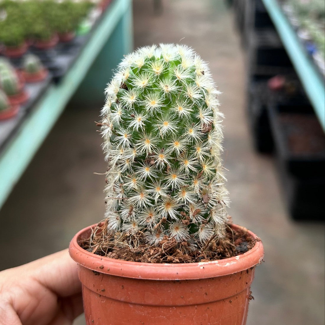 CACTUS