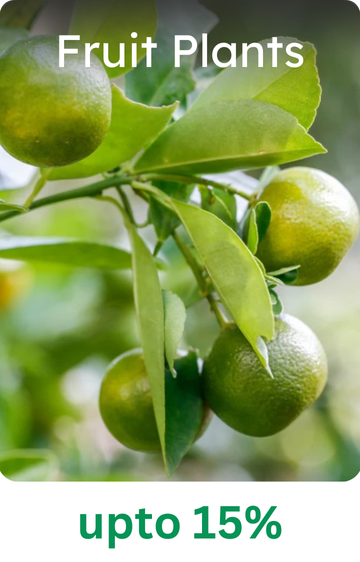 Fruit Plants