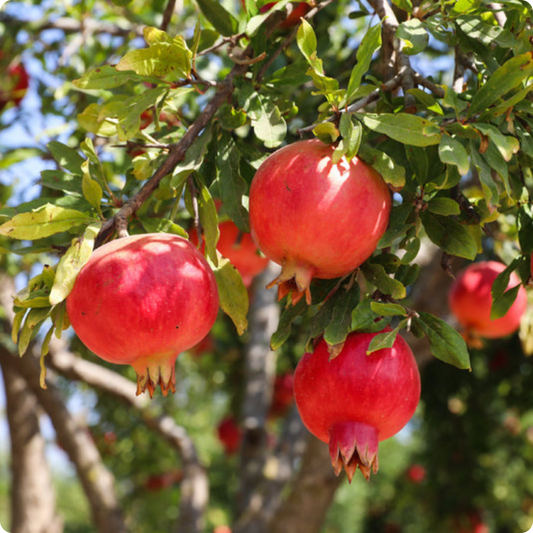 Pomegranate Plant with Grow Bag