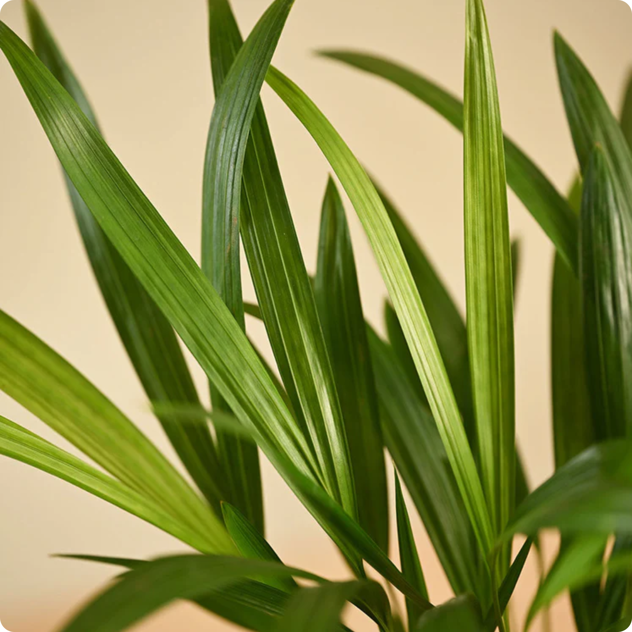 Areca Palm Plant
