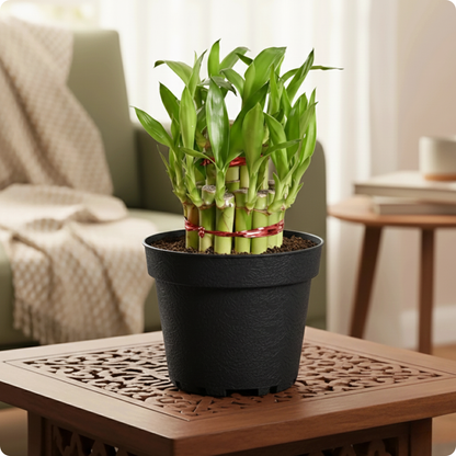 Lucky Bamboo Plant - 2 Layer