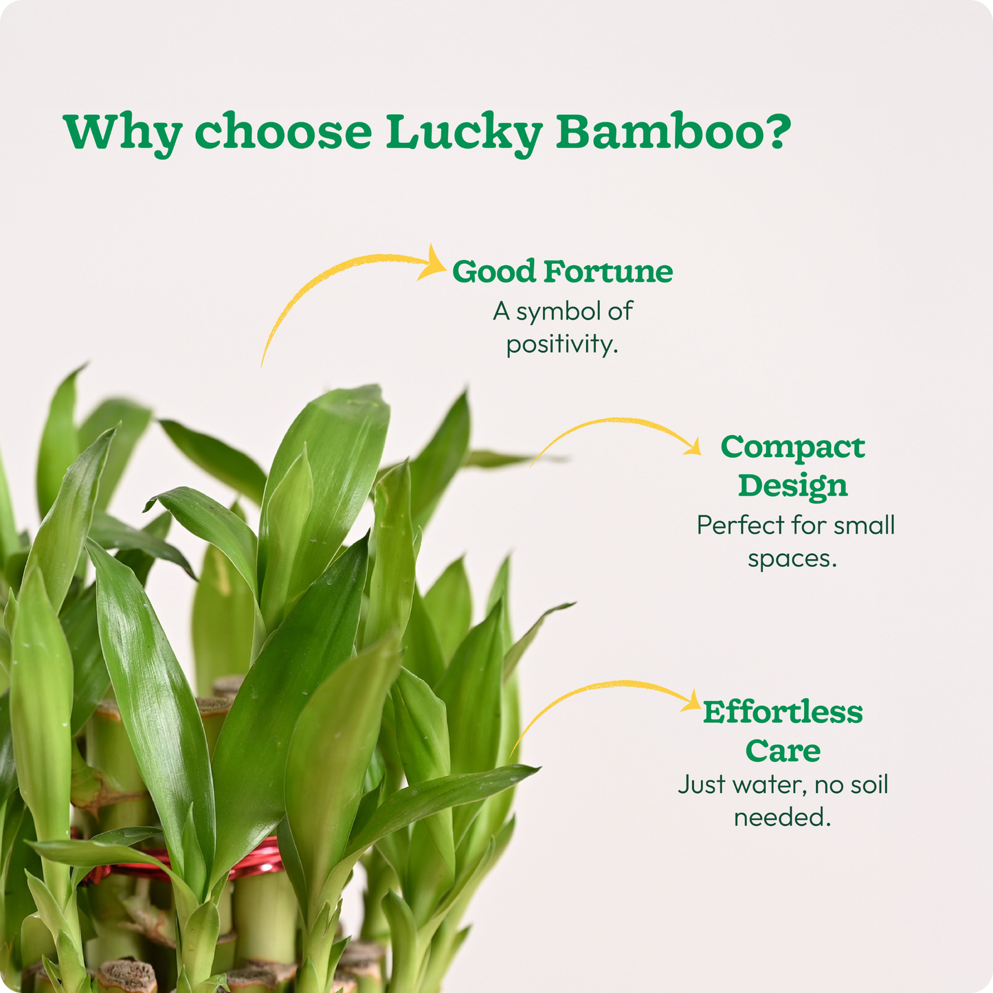 Lucky Bamboo Plant - 2 Layer