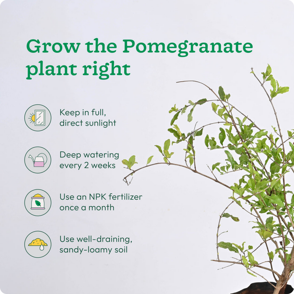 Pomegranate Plant with Grow Bag