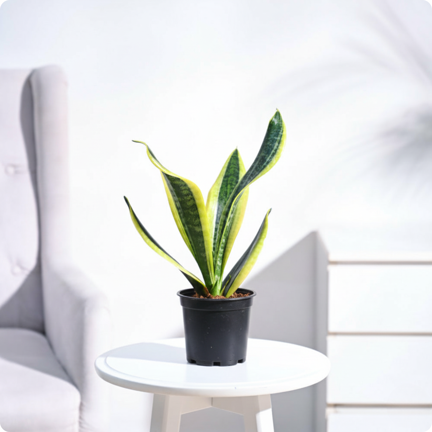 Snake Plant - Futura Superba