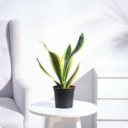 Snake Plant - Futura Superba
