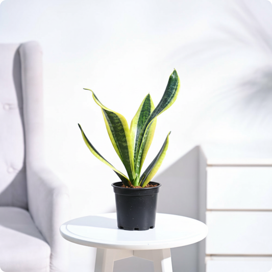 Snake Plant - Futura Superba