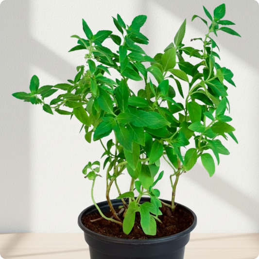 Mint Thulasi / Vicks Thulasi