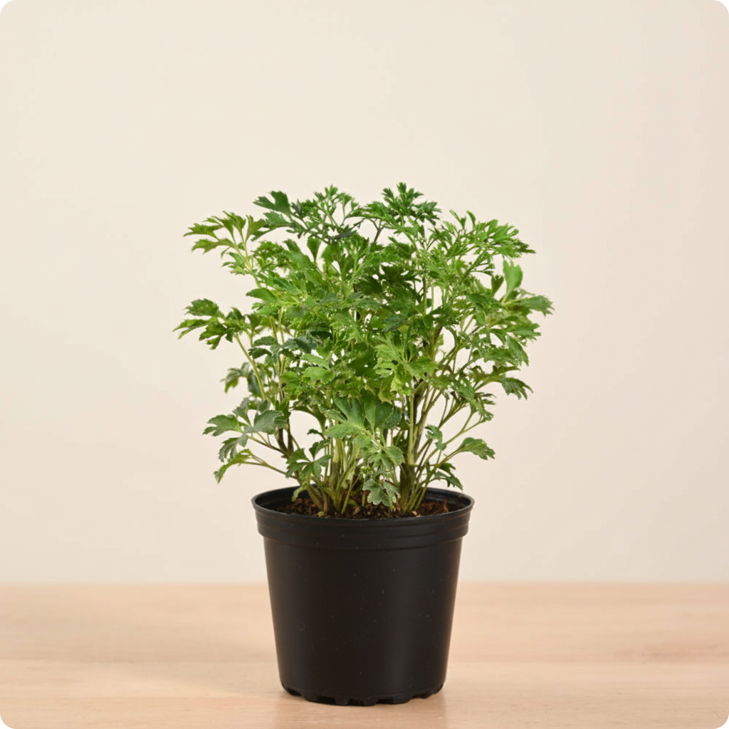 Aralia Golden Plant