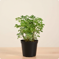 Aralia Golden Plant
