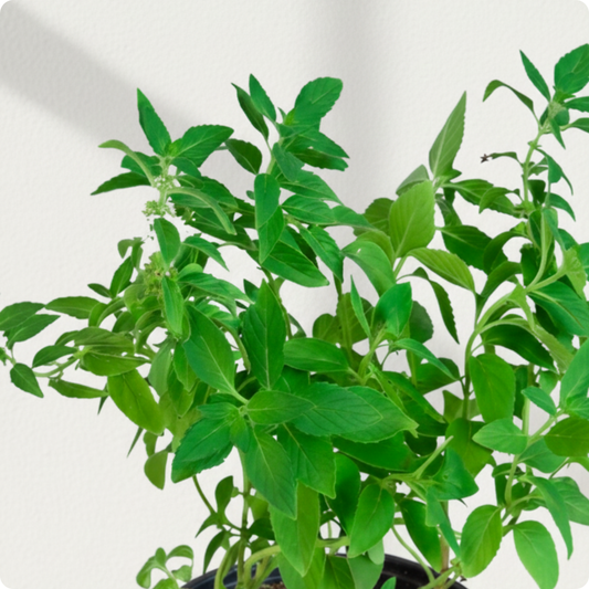 Mint Thulasi / Vicks Thulasi