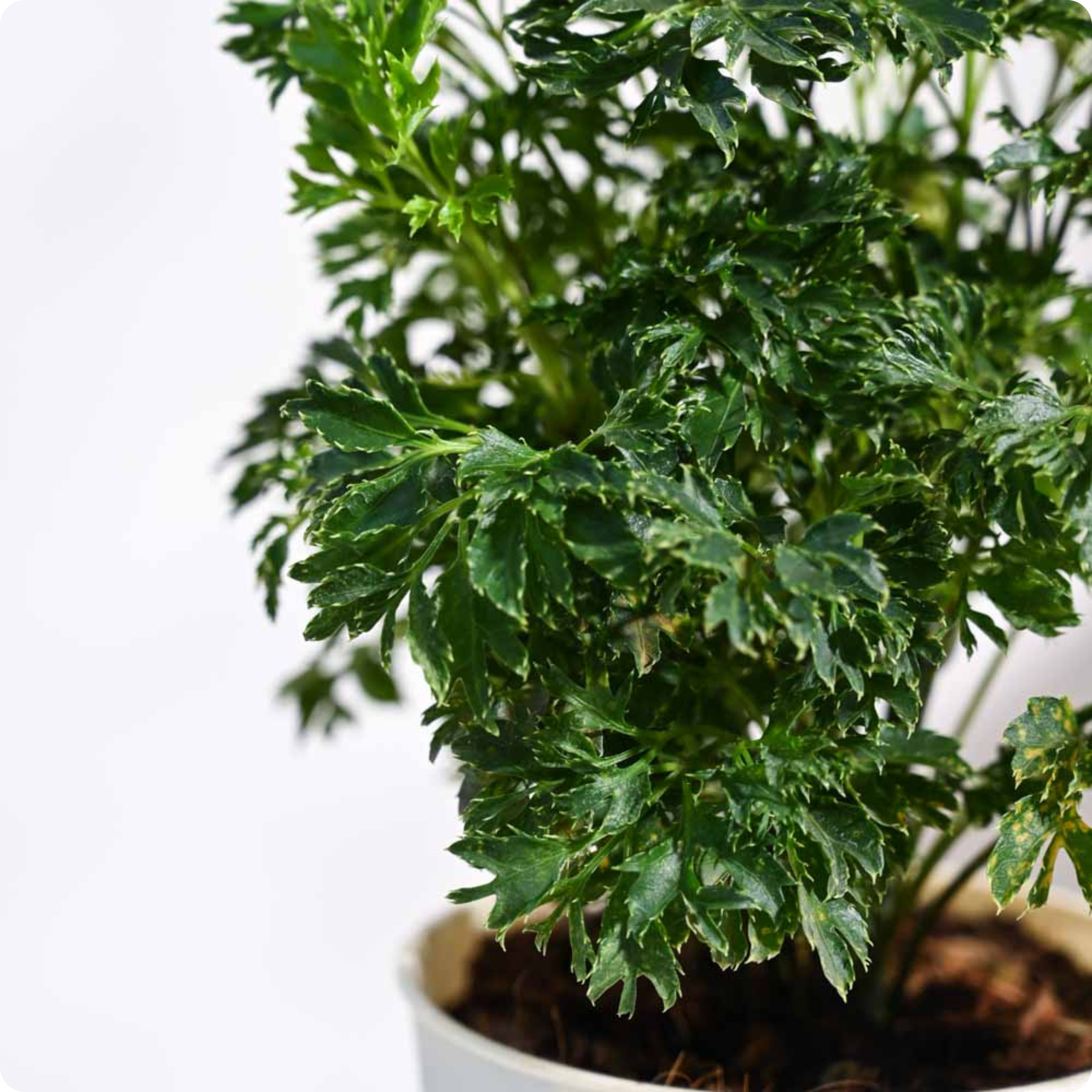 Aralia Golden Plant