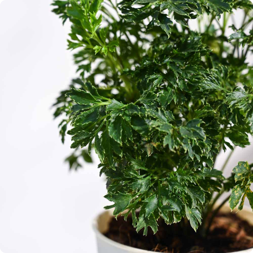 Aralia Golden Plant