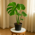 Monstera Deliciosa Plant