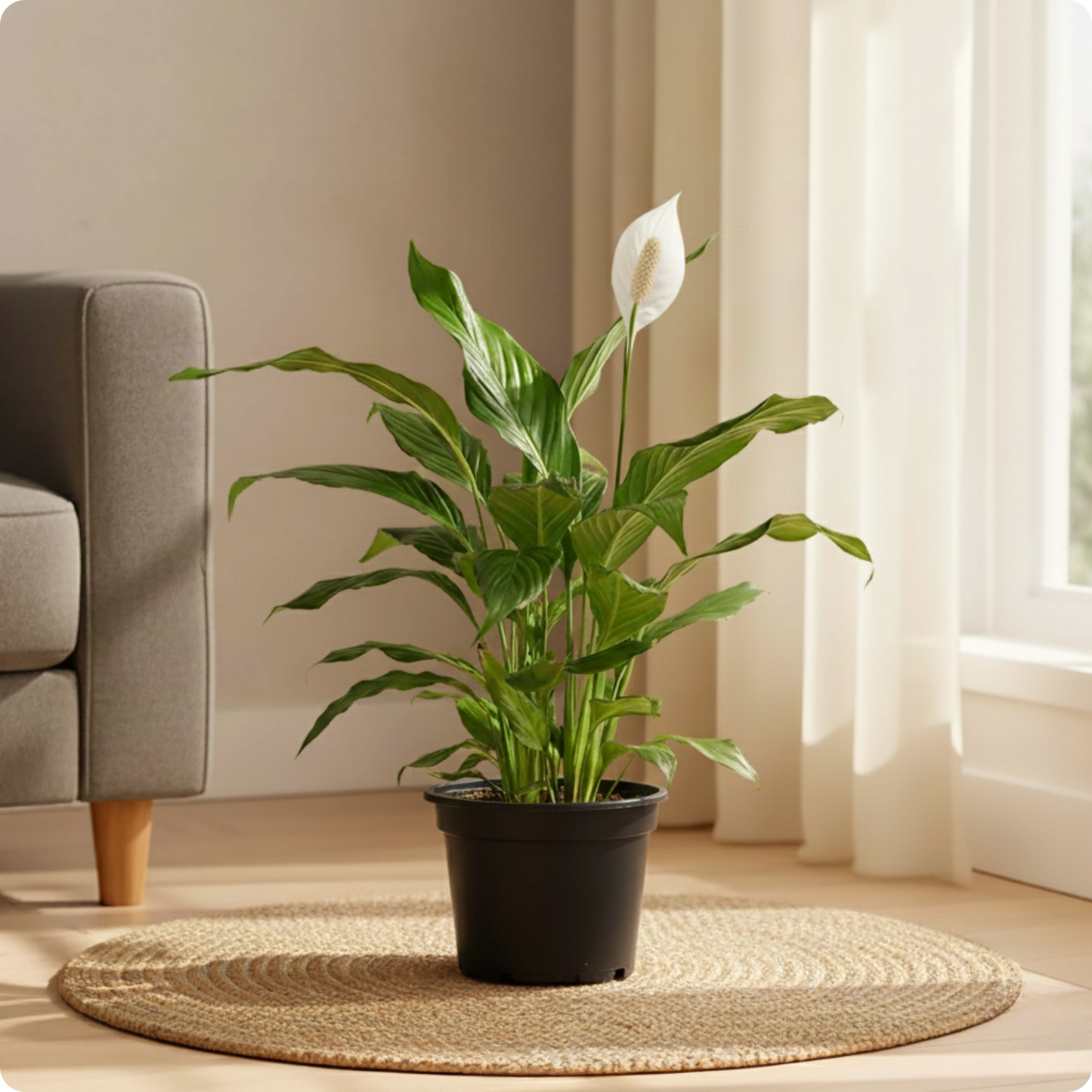 Peace Lily Plant (Medium)
