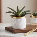 Ox Tongue/Gasteria bicolor
