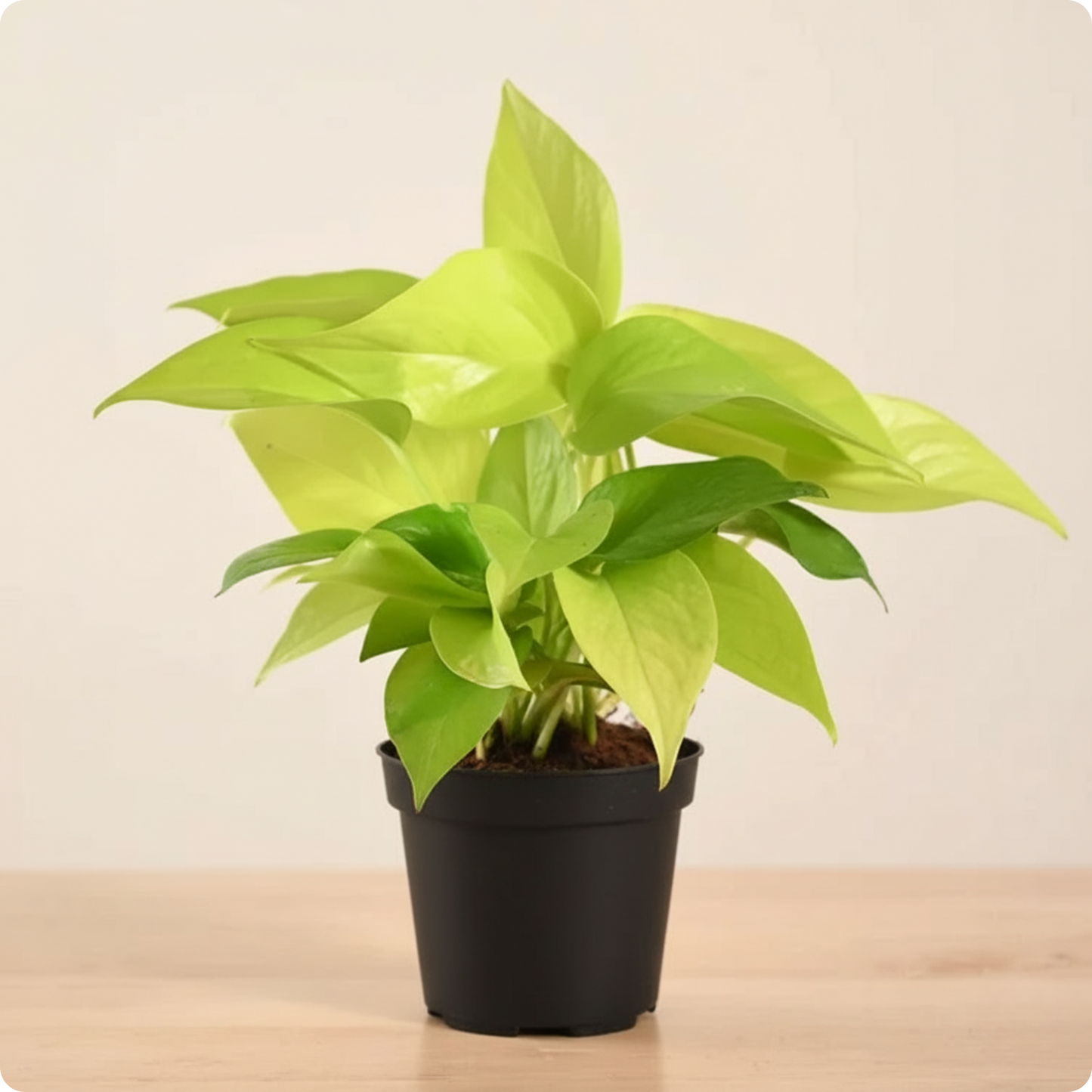 Money Plant Golden