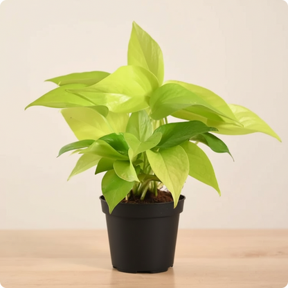 Money Plant Golden