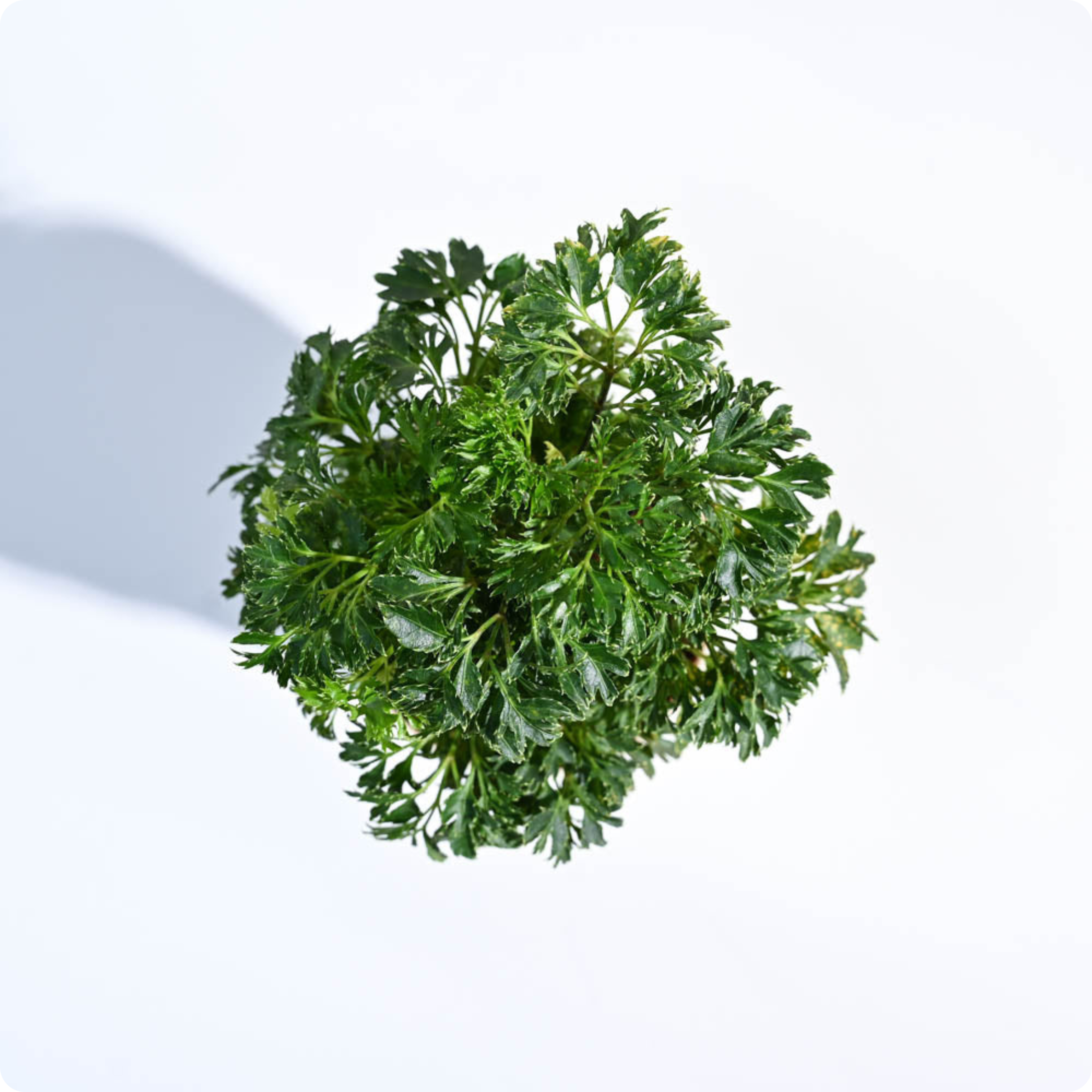 Aralia Golden Plant