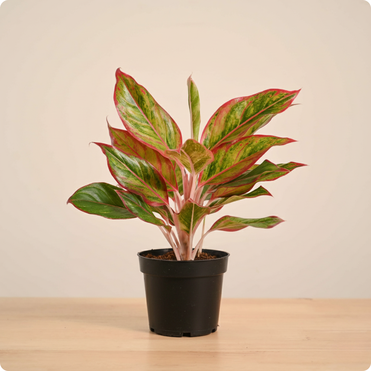 Aglaonema Red Plant