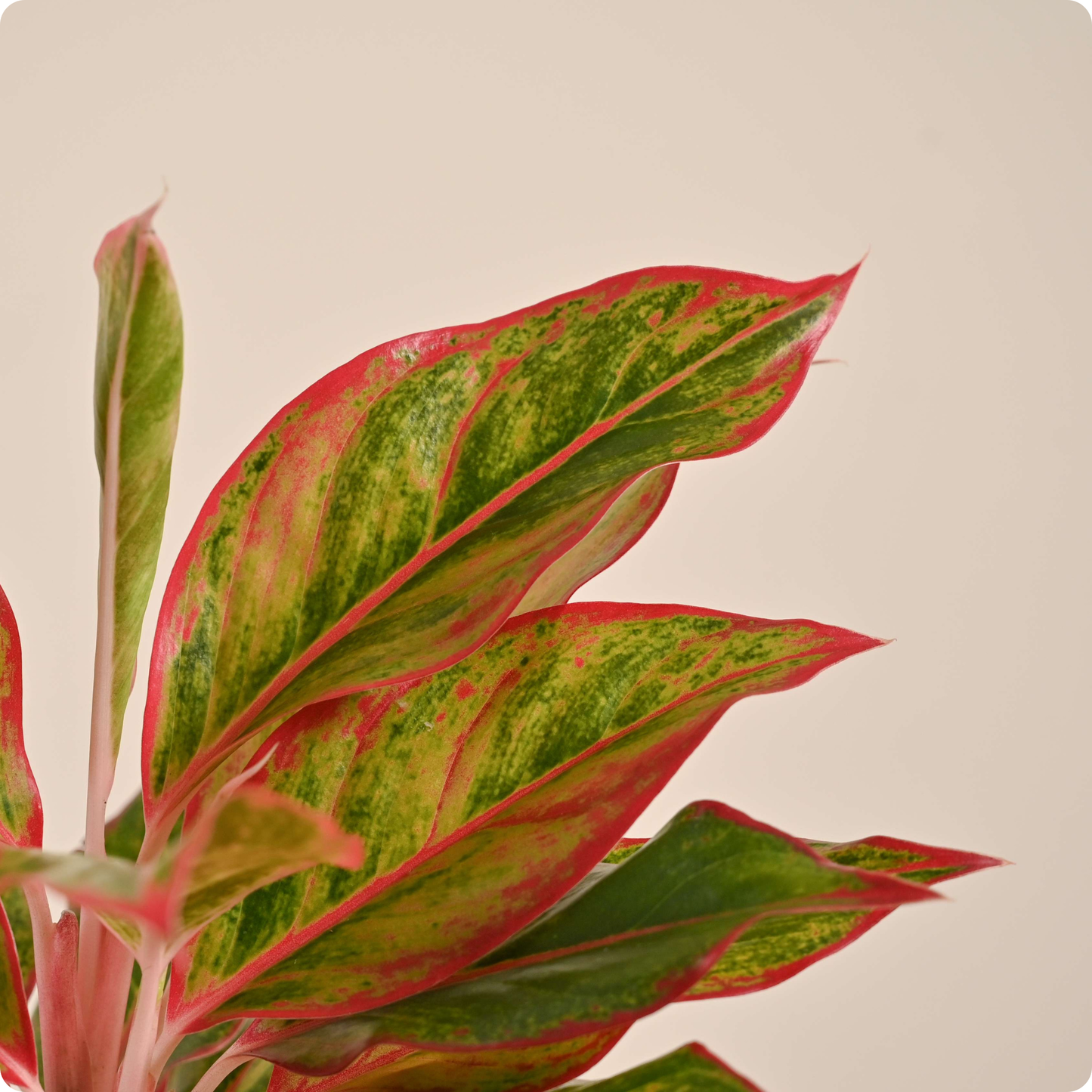 Aglaonema Red Plant