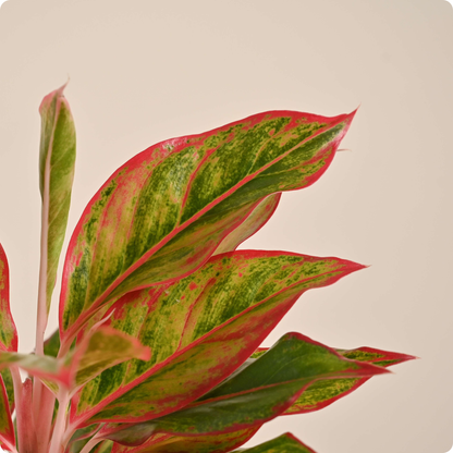 Aglaonema Red Plant