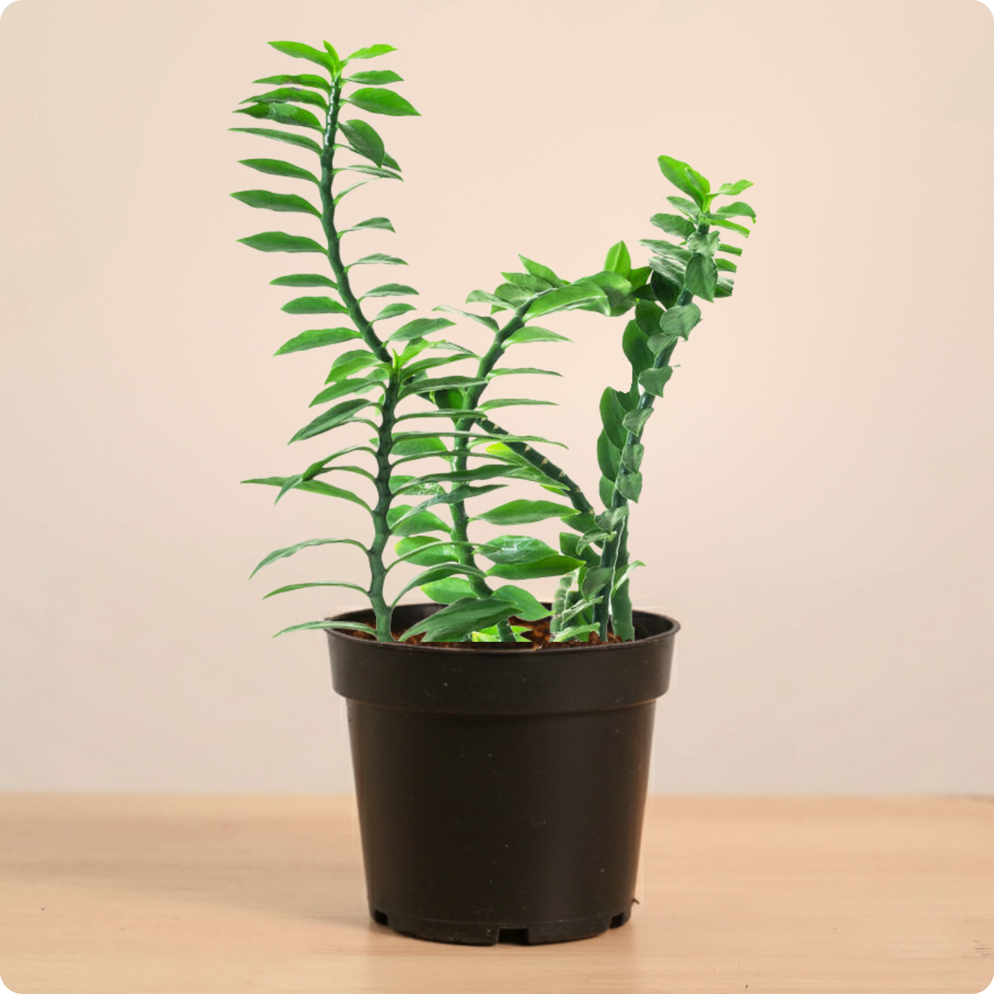 Pedilanthus Tithymaloides- ZigZag plant