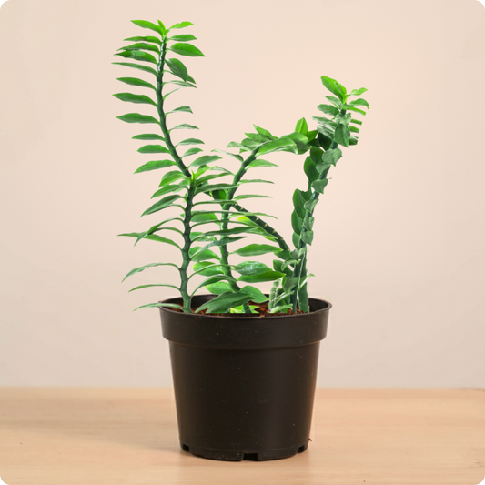 Pedilanthus Tithymaloides- ZigZag plant