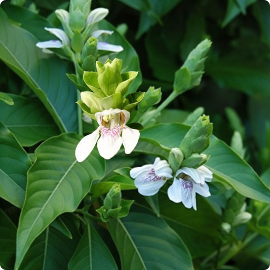 Justicia adhatoda / Adathoda