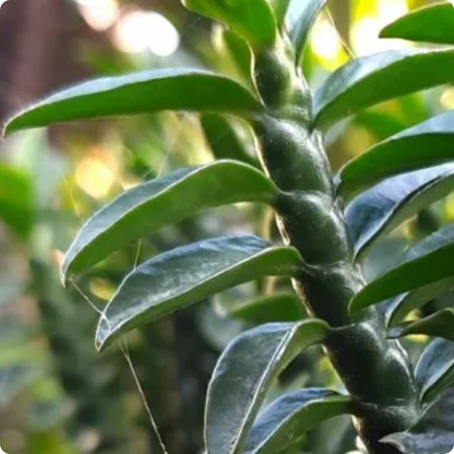 Pedilanthus Tithymaloides- ZigZag plant