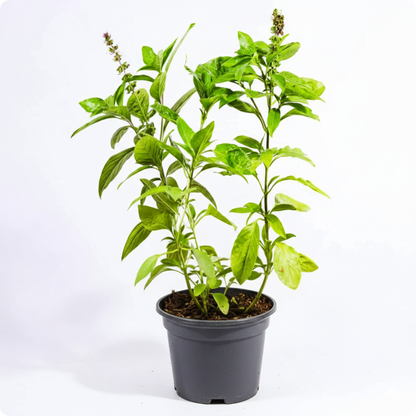 Sweet Basil / Thiruneetru pachilai