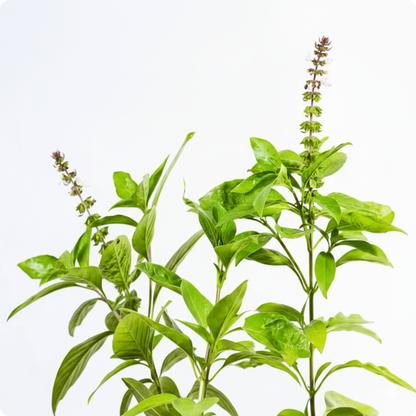 Sweet Basil / Thiruneetru pachilai