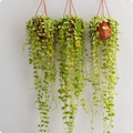 Dischidia Hanging Plant With Pot
