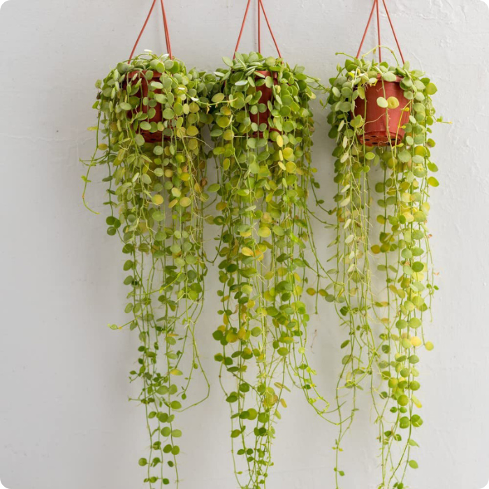 Dischidia Hanging Plant With Pot