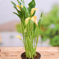Calla Lily