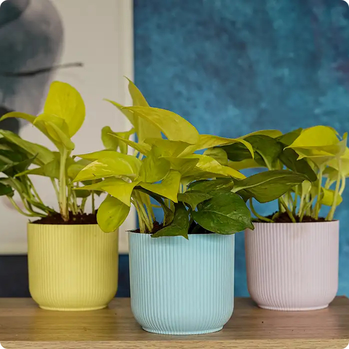 IB Pots