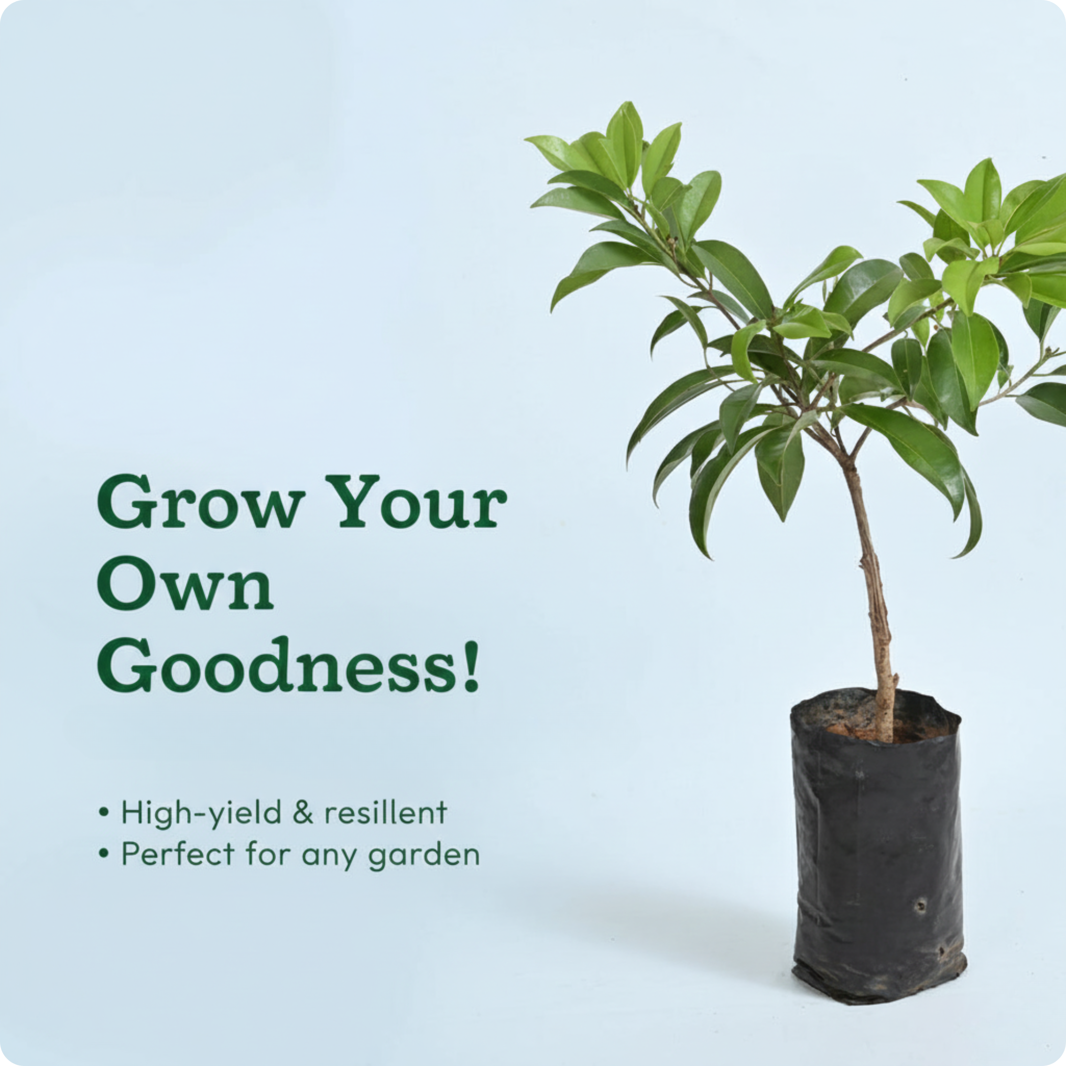 Chiku Plant with Grow Bag